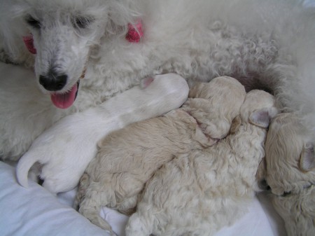 Dorly štěňátka B 15. den